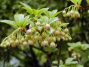 Enkianthus campanulatus 259