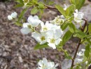 Exochorda macrantha The Bride 20030518 005