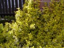 Euonymus fortunei Emeraldn Gold 012