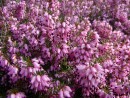 Erica carnea King George 20030330 01