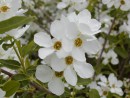 Exochorda x macrantha The Bride 20060525 015