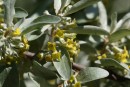 Eleagnus commutata 20090502 491