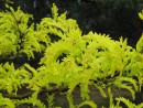 Gleditsia triacanthos Sunburst 20070506 027