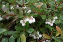 Gaultheria miqueliana 20090822 019