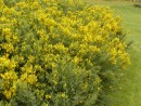 Genista sp. 054