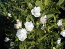 Hibiscus syriacus Jean d Arc