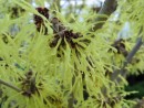 Hamamelis mollis Pallida 20080129 055