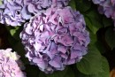 Hydrangea macrophylla 20090502 139