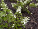 Hydrangea paniculata Tender Rose 20060801 105