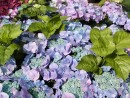 Hydrangea macrophylla Teller Blue 20040827 182