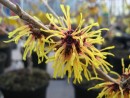 Hamamelis intermedia Orange Beauty 20080129 052