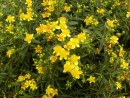 Hypericum sp. 051