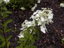 Hydrangea paniculata Pee Wee 20060801 109