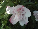 Hibiscus syriacus Leopoldii _2