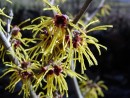 Hamamelis intermedia  Arnold Promise 20030316 3