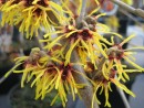 Hamamelis intermedia Orange Beauty 20080129 054