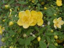 Hypericum Hidcote