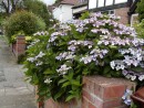 Hydrangea macrophylla 20050720 010