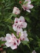 Hibiscus syriacus Lady Stanley