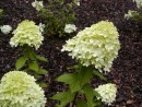 Hydrangea paniculata Pink Diamond 20060801 107