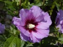 Hibiscus syriacus cv. 122