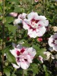 Hibiscus syriacus cv. 032