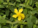 Hypericum calycinum 221