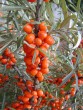 Hippophae rhamnoides 20040827 273