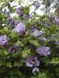 Hibiscus syriacus Blue bird