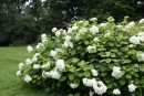 Hydrangea paniculata 20090711 002