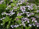 Hydrangea macrophylla 20060711 067