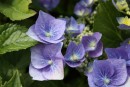 Hydrangea macrophylla Bodensee 20080620 054