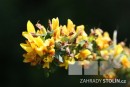 Chamaecytisus ratisbonensis 20090502 257