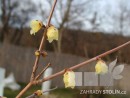 Chimonanthus praecox2