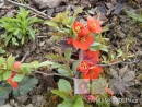 Chaenomeles speciosa Fascination