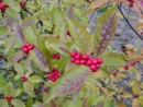 Ilex verticillata 20061025 002