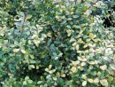 Ilex crenata Golden Gem 