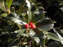 Ilex aquifolium 20040122 036