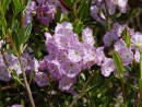 Kalmia latifolia 274