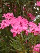 Nerium oleander 20030625 076