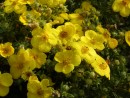 Potentilla fruticosa Goldfinger 163