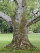 Platanus acerifolia 20040530 146