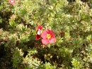 Potentilla fruticosa Red Robin 143