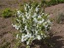 Prunus glandulosa ´Alba Plena´ 208