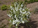 Prunus glandulosa Alba Plena 208