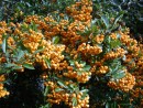 Pyracantha coccinea Soleil dOr 20031015 030