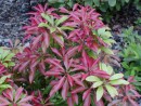 Pieris japonica Forest Flame 20030513 010