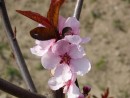 Prunus amygdalo-persica ´April Glow´ 20030423 1
