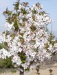 Prunus kurilensis ´Brillant´ 20030423 1