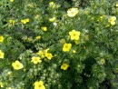 Potentilla fruticosa Goldfinger 030